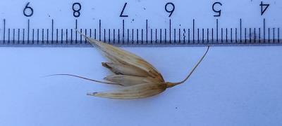 Click for 2 image(s) for this accession. Spikelet